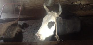 В Отырарском районе ЮКО задержана группа скотокрадов