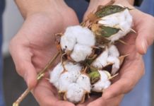 В Мактааральском районе начался сезон сбора хлопка