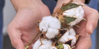 В Мактааральском районе начался сезон сбора хлопка