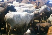 Незаконная деятельность убойщиков скота в Шымкенте будет прекращена Незаконная деятельность убойщиков скота Шымкента будет остановленна