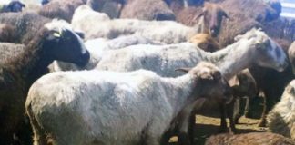 Незаконная деятельность убойщиков скота в Шымкенте будет прекращена Незаконная деятельность убойщиков скота Шымкента будет остановленна