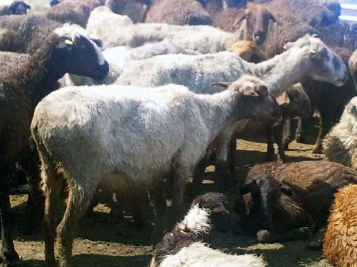 Незаконная деятельность убойщиков скота Шымкента будет остановленна