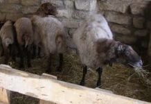 В Шымкенте нелегальные цеха по убою скота закрыты, хозяев ждет суд