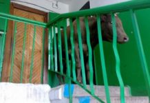 Шымкентский подъезд