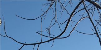 Солнечные выходные в Шымкенте обещают синоптики