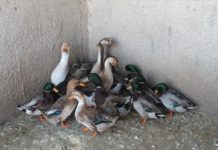 Обитатели шымкентского дендропарка переехали в зимние квартиры