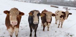 В ЮКО полицейские по «горячим следам» раскрыли более десятка краж скота В ЮКО полицейские по «горячим следам» раскрыли более десятка краж скота