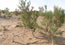 В Казахстане может появиться День саксаула