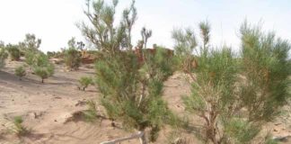 В ЮКО выявлено 14 случаев незаконной вырубки саксаула