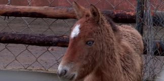 В шымкентском зоопарке пополнение Лошадь Пржевальского в шымкентском зоопарке