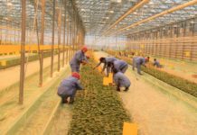 Тепличные комплексы и фермеры Шымкента получают поддержку