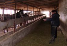 В Толеби задержан скотокрад