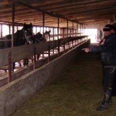 В Толеби задержан скотокрад