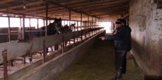 В Толеби задержан скотокрад