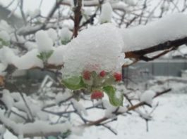 Выпавший в Южном Казахстане снег повлиял на урожай