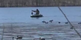 С 7 марта в ЮКО открыт сезон весенней любительской охоты на селезней диких уток С 7 марта в ЮКО открыт сезон весенней любительской охоты на селезней диких уток