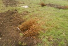 Городской лес площадью более 4,3 тыс. га планируют создать в Шымкенте Саженцы в Ванновском питомнике