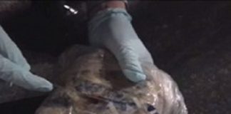 Крупную партию наркотиков задержали на границе с Кыргызстаном