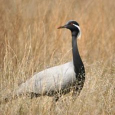 0038-063-Ptitsy-v-stepi-mogut-imet-samoe-raznoobraznoe-menju-pitatsja