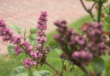 В Шымкенте зацвела сирень сирень