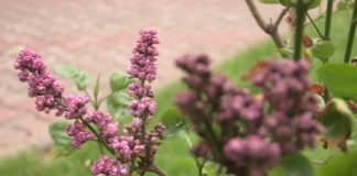 Прогноз цветения сирени в Казахстане сирень