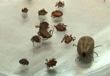 Мужчина умер в Шымкенте после укуса клеща В этом году увеличилось количество клещей носителей опасного вируса ККГЛ