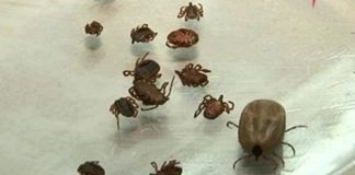 В ЮКО официально подтверждены 4 случая заражения конго-крымской геморрагической лихорадкой В этом году увеличилось количество клещей носителей опасного вируса ККГЛ