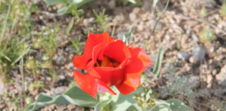 Фестиваль природной красоты прошел в ЮКО