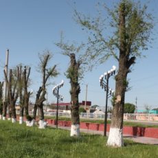 Почему Шымкент не становится зеленее?