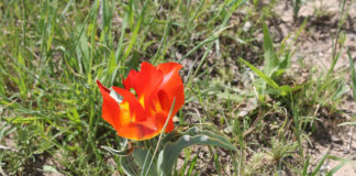 Все на фестиваль тюльпанов!