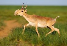 В ЮКО за первый квартал 2015 года заведено 47 уголовных дел на браконьеров