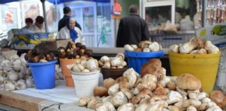 В Шымкенте цены на грибы пока кусаются Продажа грибов