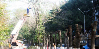 Топпинг здоровых деревьев. Зачем он нужен? Топпинг (обрезка) деревьев в Алматы