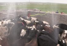 В ЮКО началась обработка домашнего скота против клещей В ЮКО началась обработка домашнего скота против клещей