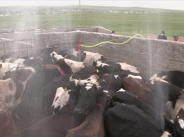 В ЮКО началась обработка домашнего скота против клещей