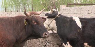 До трех лет лишения свободы грозит за нарушение ветеринарных правил в РК Коровы, больные бруцеллезом