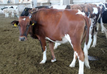 Вниманию владельцев сельхозживотных в Шымкенте На всех крупных скотных рынках откроются центры по дезинфекции животных