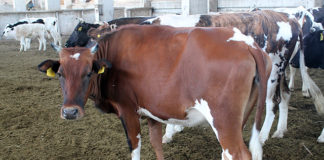 На крупных скотных рынках Южного Казахстана откроются центры по дезинфекции животных На всех крупных скотных рынках откроются центры по дезинфекции животных