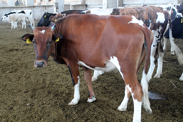 На всех крупных скотных рынках откроются центры по дезинфекции животных