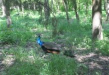 В Шымкенте есть невероятной красоты и сказочной атмосферы место