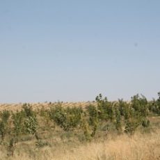 «Зеленый пояс» Шымкента расширился