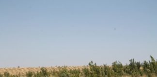 «Зеленый пояс» Шымкента расширился
