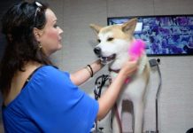 В Шымкенте открылся уникальный салон для животных В Шымкенте открылся уникальный салон для животных