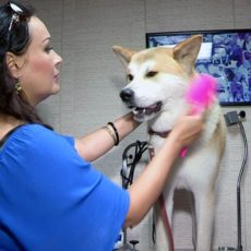 В Шымкенте открылся уникальный салон для животных В Шымкенте открылся уникальный салон для животных