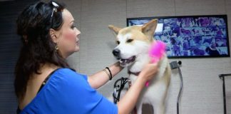 В Шымкенте открылся уникальный салон для животных В Шымкенте открылся уникальный салон для животных