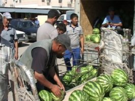 Насколько безопасны арбузы и дыни на рынках Шымкента