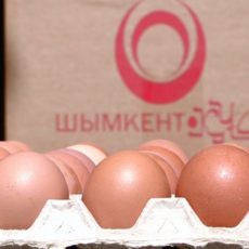 Шымкентцам не хватает местных яиц