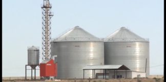 В Отырарском районе увеличивают поля под посев кукурузы В Отырарском районе открывается завод по сушке и хранению кукурузы