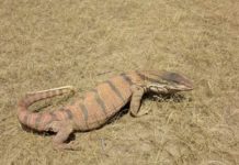 В Казахстане популяция серых варанов оказалась под угрозой