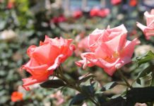 Нужно ли обрезать розы, которые отцвели?